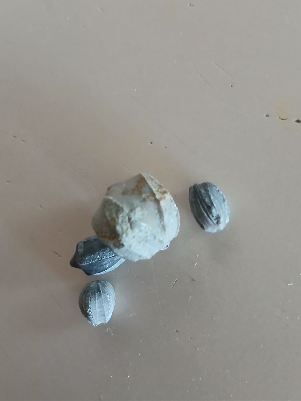 Fossil Collection - Picture 6 of 16